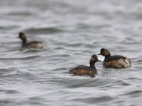 Podiceps nigricollis 14, Geoorde fuut, Saxifraga-Mark Zekhuis