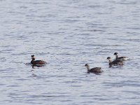 Podiceps nigricollis 15, Geoorde fuut, Saxifraga-Mark Zekhuis