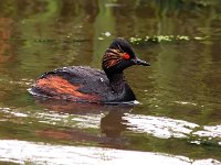 Podiceps nigricollis 16, Geoorde fuut, Saxifraga-Bart Vastenhouw