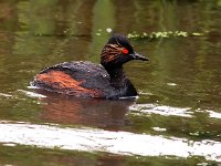 Podiceps nigricollis 17, Geoorde fuut, Saxifraga-Bart Vastenhouw