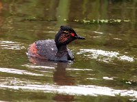 Podiceps nigricollis 18, Geoorde fuut, Saxifraga-Bart Vastenhouw