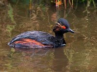 Podiceps nigricollis 19, Geoorde fuut, Saxifraga-Bart Vastenhouw