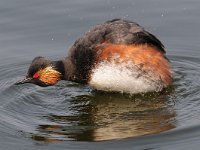 Podiceps nigricollis 2, Geoorde fuut, Saxifraga-Piet Munsterman