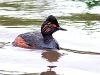 Podiceps nigricollis 20, Geoorde fuut, Saxifraga-Bart Vastenhouw