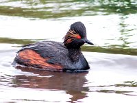 Podiceps nigricollis 21, Geoorde fuut, Saxifraga-Bart Vastenhouw