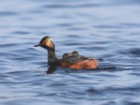 Podiceps nigricollis 22, Geoorde fuut, Saxifraga-Henk Baptist