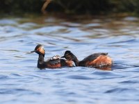 Podiceps nigricollis 23, Geoorde fuut, Saxifraga-Henk Baptist