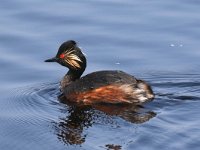 Podiceps nigricollis 24, Geoorde fuut, Saxifraga-Henk Baptist