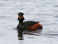 Podiceps nigricollis 25, Geoorde fuut, Saxifraga-Henk Baptist