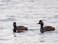 Podiceps nigricollis 28, Geoorde fuut, Saxifraga-Hans Dekker