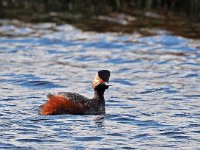 Podiceps nigricollis 29, Geoorde fuut, Saxifraga-Hans Dekker