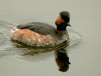 Podiceps nigricollis 3, Geoorde fuut, Saxifraga-Piet Munsterman