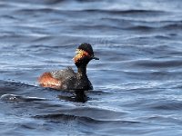 Podiceps nigricollis 31, Geoorde fuut, Saxifraga-Hans Dekker