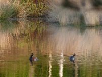 Podiceps nigricollis 35, Geoorde fuut, Saxifraga-Tom Heijnen