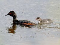 Podiceps nigricollis 4, Geoorde fuut, Saxifraga-Piet Munsterman