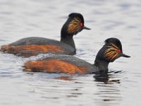 Podiceps nigricollis 41, Geoorde fuut, Saxifraga-Tom Heijnen