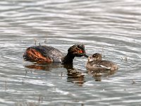 Podiceps nigricollis 5, Geoorde fuut, Saxifraga-Piet Munsterman