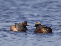 Podiceps nigricollis 6, Geoorde fuut, Saxifraga-Luc Hoogenstein