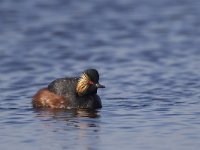 Podiceps nigricollis 7, Geoorde fuut, Saxifraga-Luc Hoogenstein