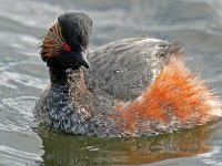 Podiceps nigricollis 8, Geoorde fuut, Saxifraga-Piet Munsterman