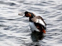 Podiceps nigricollis 9, Geoorde fuut, Saxifraga-Piet Munsterman