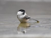 Poecile montanus 10, Matkop, Saxifraga-Luuk Vermeer