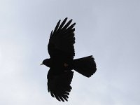 Pyrrhocorax graculus 47, Alpenkauw, Saxifraga-Luuk Vermeer