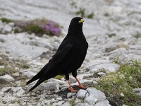 Pyrrhocorax graculus 48, Alpenkauw, Saxifraga-Luuk Vermeer