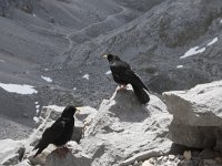 Pyrrhocorax graculus 52, Alpenkauw, Saxifraga-Willem van Kruijsbergen