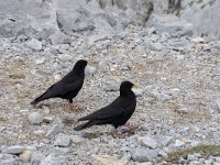 Pyrrhocorax graculus 55, Alpenkauw, Saxifraga-Willem van Kruijsbergen