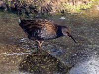 Rallus aquaticus 25, Waterral, Saxifraga-Bart vastenhouw