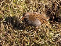 Rallus aquaticus 27, Waterral, Saxifraga-Bart vastenhouw