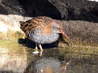 Rallus aquaticus 35, Waterral, Saxifraga-Bart vastenhouw