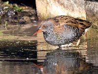 Rallus aquaticus 39, Waterral, Saxifraga-Bart vastenhouw