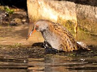 Rallus aquaticus 40, Waterral, Saxifraga-Bart vastenhouw