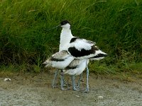 Recurvirostra avosetta 11, Kluut, Saxifraga-Piet Munsterman