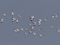 Recurvirostra avosetta 19, Kluut, Saxifraga-Mark Zekhuis