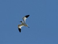 Recurvirostra avosetta 25, Kluut, Saxifraga-Jan van der Straaten