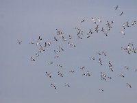 Recurvirostra avosetta 45, Kluut, Saxifraga-Mark Zekhuis