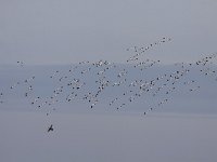 Recurvirostra avosetta 47, Kluut, Saxifraga-Mark Zekhuis
