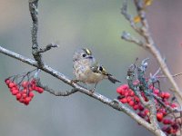 Regulus regulus 57, Goudhaan, Saxifraga-Luuk Vermeer