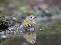 Regulus regulus 69, Goudhaan, Saxifraga-Luuk Vermeer