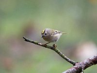 Regulus regulus 73, Goudhaan, Saxifraga-Luuk Vermeer