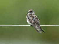 Riparia riparia 7, Oeverzwaluw, juvenile, Saxifraga-Piet Munsterman