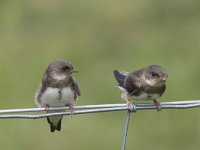 Riparia riparia 8, Oeverzwaluw, juvenile, Saxifraga-Piet Munsterman