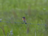 Saxicola rubetra 23, Paapje, Saxifraga-Jan Nijendijk