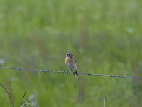 Saxicola rubetra 24, Paapje, Saxifraga-Jan Nijendijk