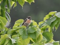 Saxicola rubicola 105, Roodborsttapuit, Saxifraga-Luuk Vermeer