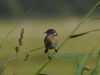 Saxicola rubicola 21, Roodborsttapuit, Saxifraga-Luuk Vermeer