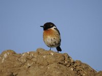 Saxicola rubicola 25, Roodborsttapuit, Saxifraga-Luuk Vermeer